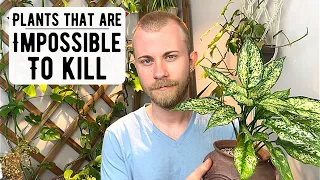 Houseplants That Are Impossible To Kill