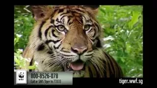 Adopt Merapi and help save wild tigers | WWF-Singapore