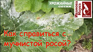 Простые правила борьбы с мучнистой росой. Выполните их и забудете о ней навсегда!