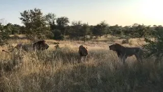 Young male lion doesn't want to move out of fathers territory