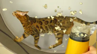 Cats Pranked by PopcornㅣDino cat