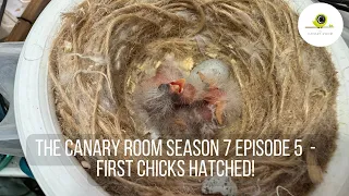 The Canary Room Season 7 Episode 5 - The first chicks of 2024