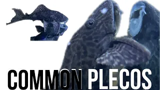 COMMON PLECOS SHOULD BE BANNED!! TANK CLEANER OR PROBLEMATIC BOTTOM FEEDER? EPISODE #1