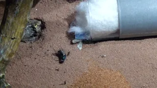 Lasius niger at work