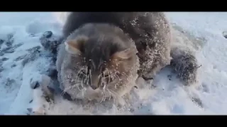 Спасение кота из ледяного плена / Russian couple save cat frozen in a puddle