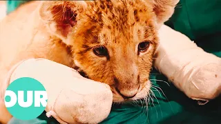 Can This Lion Cub Make A Full Recovery? | Zoo Days | Our World