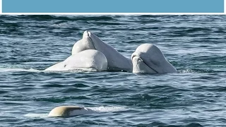 Park Board Special Meeting:  Cetaceans at the Vancouver Aquarium - Aquarium Presentation  20170308