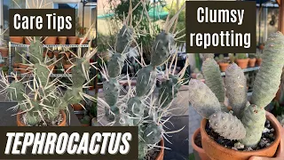 Clumsy Repotting of my Tephrocactus and its Care | The Next Gardener #cactus