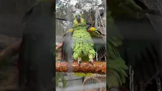 Синелобый амазон принимает ванну 😀 #amazon #bird #amazonparrot #birdslover