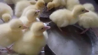 Little goslings!