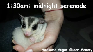 A Day In The Life Of A Sugar Glider Owner