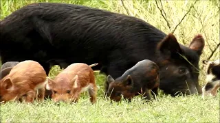 Surprised by Piglets || ViralHog