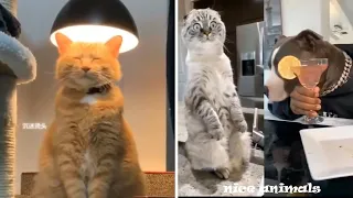 Funniest animals 😹 - Don't try to hold back Laughter 😂 - Funny animals Life