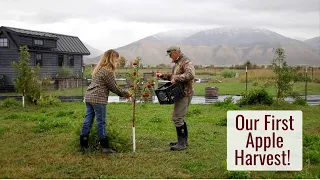 Our First Apple Harvest, Jeremy's Memory Tree - The Tiny House Orchard is Becoming Productive