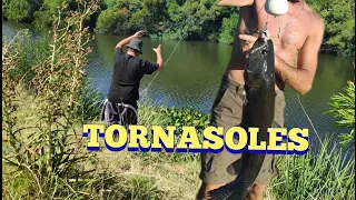 Por las tarariras tornasoles en Pesca en agua dulce