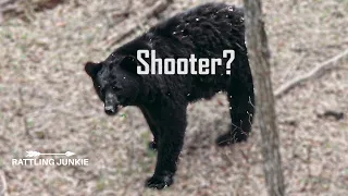 SHOOTER BEAR?!! - How to field Judge a Nice Bear