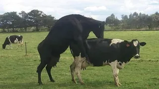 black and white cow mating in the worldBull metting small cow in village