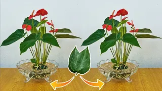 Simple method of growing anthurium from leaves, cleaning the air of the room