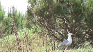 Место гнездования средиземноморских чаек / Yellow-legged gulls nesting area