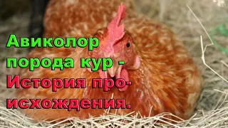 Авиколор порода кур /  История происхождения