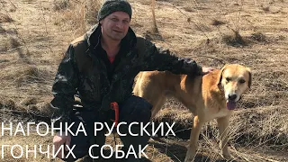 нагонка русских гончих собак 23 04 21