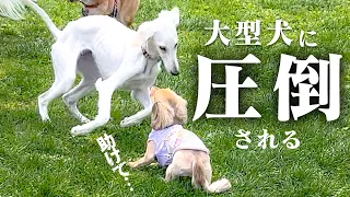 「軽井沢」に犬も入れるアウトレットがあるので行ってきました！