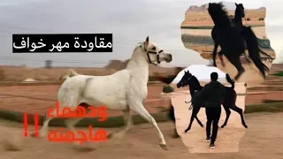 An Afraid Foal, how to work with him? .. "Don't miss "Dahmaa"'s attack