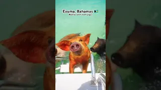 Swimming with 🐷 in the Bahamas 🇧🇸🏝️ #bahamas #exumabahamas #pigs