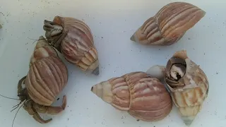 ayo mencari kelomang di pantai, mencari dan menemukan kelomang kecil dan besar, hermit crab, Umang