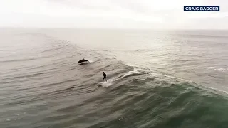 AMAZING VIDEO: Dolphins join surfer for amazing ride off Ventura coast | ABC7
