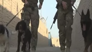 A day in the life of some military dogs and their handlers