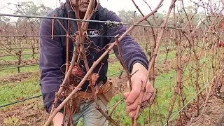 Cane Pruning June 2020