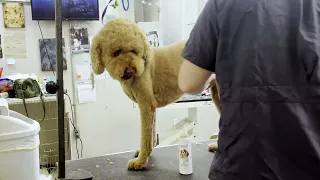 Doodle Gets Spherical Teddy Bear Head