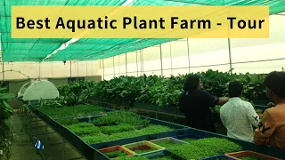 A Video Tour of The Still Water Aquatic's Aquatic Plants Farm