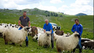 ŠIŠANJE OVACA NA PLANINI VLAŠIĆ