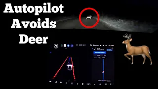 Tesla's SELF DRIVING Beta Avoids Deer At Night on Dirt Roads | Also Drives Without Headlights!