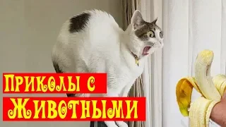 Я Ржал ПолЧаса! 😂 Приколы с животными/ Смешные испуги животных