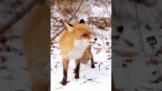 Red Fox Vulpes vulpes during the winter with the snow covered ground #shorts