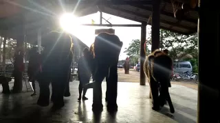 Танцующие слоны на Ко Чанге Тайланд