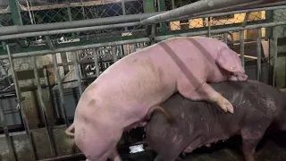 Pigs natural breeding