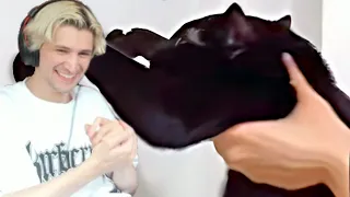 xQc Reacts To UNUSUAL MEMES COMPILATION V229