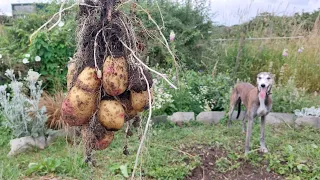 Main Crop Potato Reveal July 2022 #newallotment #potato #potatoreveal