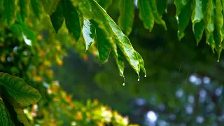 Raindrops Sounds for Sleeping or Studying 🌧️  White Noise 10 Hours