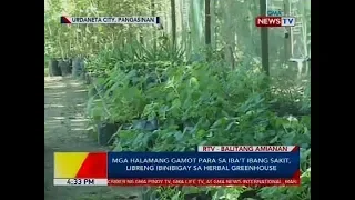 Mga halamang gamot para sa iba't ibang sakit, libreng ibinibigay sa herbal greenhouse