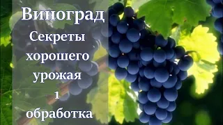 Виноград в теплице первая обработка. Виноградник весной.Виноград 2020. Садовод.Теплица для винограда