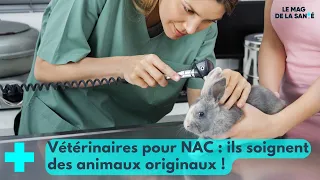 Serpents, rats, perroquets, ils ont aussi leurs vétérinaires 1/5 - Le Mag de la Santé