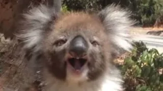 Koala Gets Kicked Out Of Tree and Cries! - Sparta PIJIN V2 Collab Part