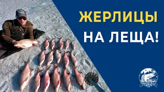 Жерлицы на Леща!!!! Крупняк клюёт. Ловля леща на жерлицы.