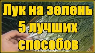 Тор 5 лучших способов выращивания лука на зелень перо проверенные годами