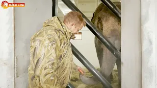 ПЕРВЫЙ УЖИН в Тайгане - СЛОНЫ еще немного волнуются. Lions life in Taigan.